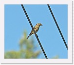 Pikkukapylintu Common Crossbill * 1318 x 1131 * (768KB)